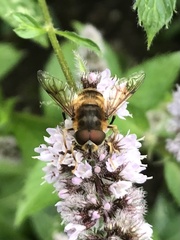 Eristalis pertinax