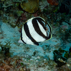 Chaetodon striatus
