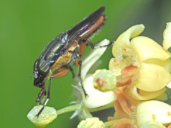 Fainia albitarsis