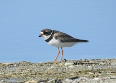 Charadrius semipalmatus