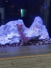 Leander tenuicornis