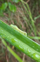 Eumorpha pandorus