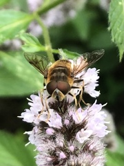 Eristalis pertinax