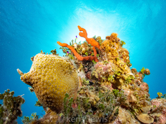 Dichocoenia stokesii