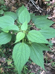 Boehmeria cylindrica