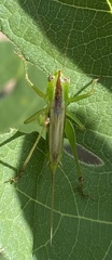 Conocephalini