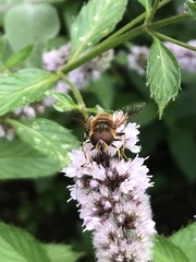 Eristalis pertinax