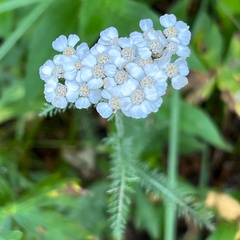 Achillea millefolium