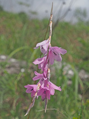 Dierama