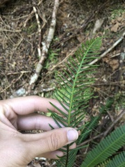 Struthiopteris spicant