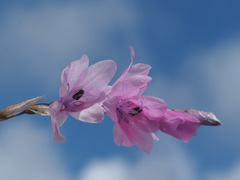 Dierama