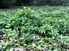 Helleborus viridis
