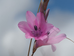 Dierama