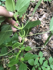 Boehmeria cylindrica