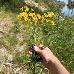 Jacobaea paludosa lanata