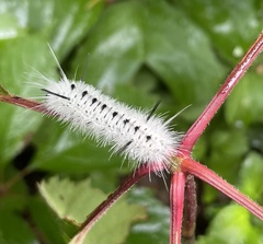 Lophocampa caryae