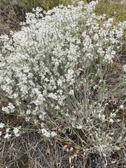 Eriogonum niveum