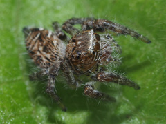 Evarcha