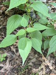 Boehmeria cylindrica
