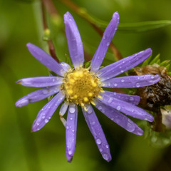 Eurybia hemispherica