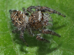 Evarcha
