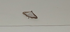 Cydalima perspectalis