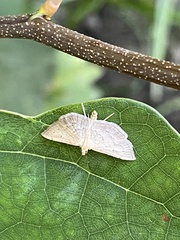 Phalaenostola metonalis