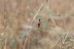 Dianthus strictus