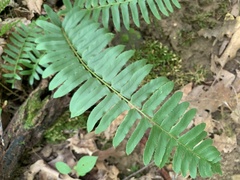 Polystichum acrostichoides