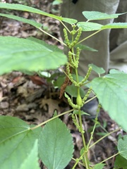 Boehmeria cylindrica