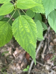 Boehmeria cylindrica