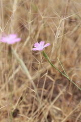 Dianthus strictus