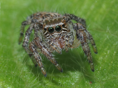 Evarcha