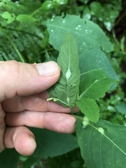 Neolasioptera impatientifolia