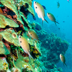 Azurina multilineata