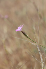 Dianthus strictus