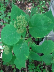 Hydrangea arborescens