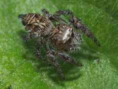 Evarcha