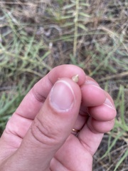 Lithospermum ruderale