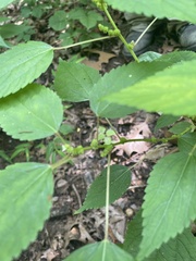 Boehmeria cylindrica