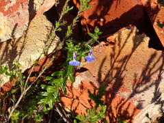 Lobelia neglecta