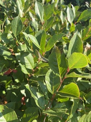 Aronia melanocarpa