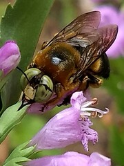 Xylocopa micans