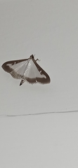 Cydalima perspectalis