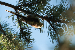 Aegithalos caudatus