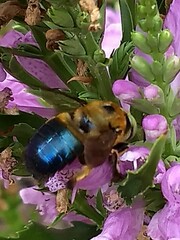 Xylocopa micans