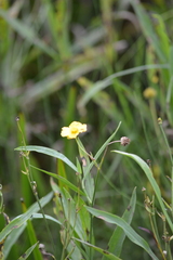Ranunculus lingua