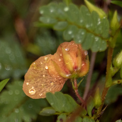 Chamaecrista fasciculata