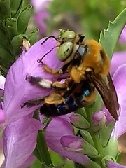 Xylocopa micans