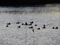 Lophodytes cucullatus